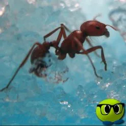 Labyrinthe Décoratif Pour Fourmis - Mrbulle 7 Labyrinthe Décoratif Pour Fourmis - Mrbulle -Magasin De Décoration 6610 photo